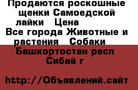 Продаются роскошные щенки Самоедской лайки › Цена ­ 40 000 - Все города Животные и растения » Собаки   . Башкортостан респ.,Сибай г.